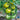 Tomato - Green Zebra (Organic)