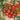 Tomato - Red Cherry Large (Organic)