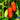 Tomato - San Marzano Determinate (Organic)
