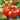 Tomato - Stupice (Organic)