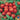 Tomato - Tiny Tim (Organic)