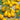 Tomato - Yellow Pear (Organic)