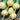 Turnip - Golden Globe (Organic)