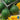 Watermelon - Crimson Sweet Yellow (Organic)