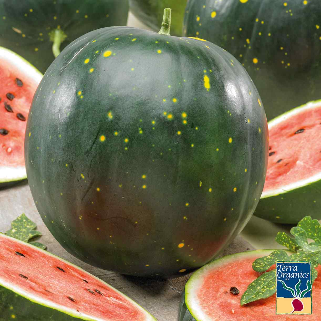 Watermelon - Moon & Stars Red (Organic) – SeedsbyDesign.com