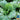 Lettuce, Crisphead - Iceberg (Organic)
