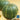 Pumpkin - Lady Godiva (Organic)