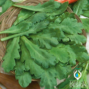 Chrysanthemum - Broad Leaf, Edible - Full grown