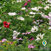 Cosmos Sensation Mixture Flower Seed