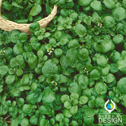 Cress Seeds - Watercress