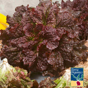 Organic Merlot Lettuce