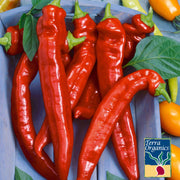 Organic Hot Portugal Pepper