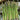 Asparagus - UC 157 F1