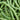 Bean - Blue Lake FM1