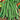 Bean - Green Crop