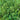 Broccoli - Rabe Fall Rapini