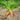 Carrot - Shin Kuroda