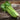 Celery - Golden Self Blanching