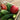 Cucumber - Delikatesse