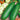 Cucumber - Langland Giant