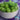 Cucumber - West Indian Gherkin