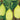 Gourd - Lattoo - Small Conical