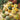 Gourd - Crown of Thorns Shenot