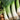 Leek - Giant Musselburg