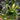 Lettuce, Leaf - Bronze Guard
