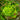 Lettuce, Butterhead - Bronze Mignonette