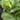 Lettuce, Romaine - Dark Green Cos