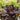 Lettuce, Leaf - Dark Red Cos