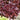 Lettuce, Leaf - Extreme Red