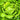 Lettuce, Crisphead - Hanson Improved