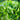 Lettuce, Butterhead - Kagraner Sommer