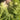 Lettuce, Crisphead - New York 12