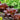 Lettuce, Romaine - Red Romana