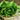 Lettuce, Romaine - Winter Density