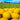 Melon - Giallo Canary Rugoso