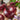 Onion, Intermediate Day - Southport Red Globe