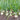 Onion, Short Day - White Grano