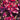 Orach - Red Fire