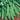 Pea - Oregon Sugar Pod II