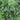 Pea - Purple Magnolia