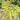 Pea - Yellow Sugar Pod