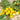 Pepper, Hot - Devils Yellow Hot
