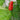 Pepper, Hot - Small Red Chili