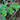 Purslane - Green