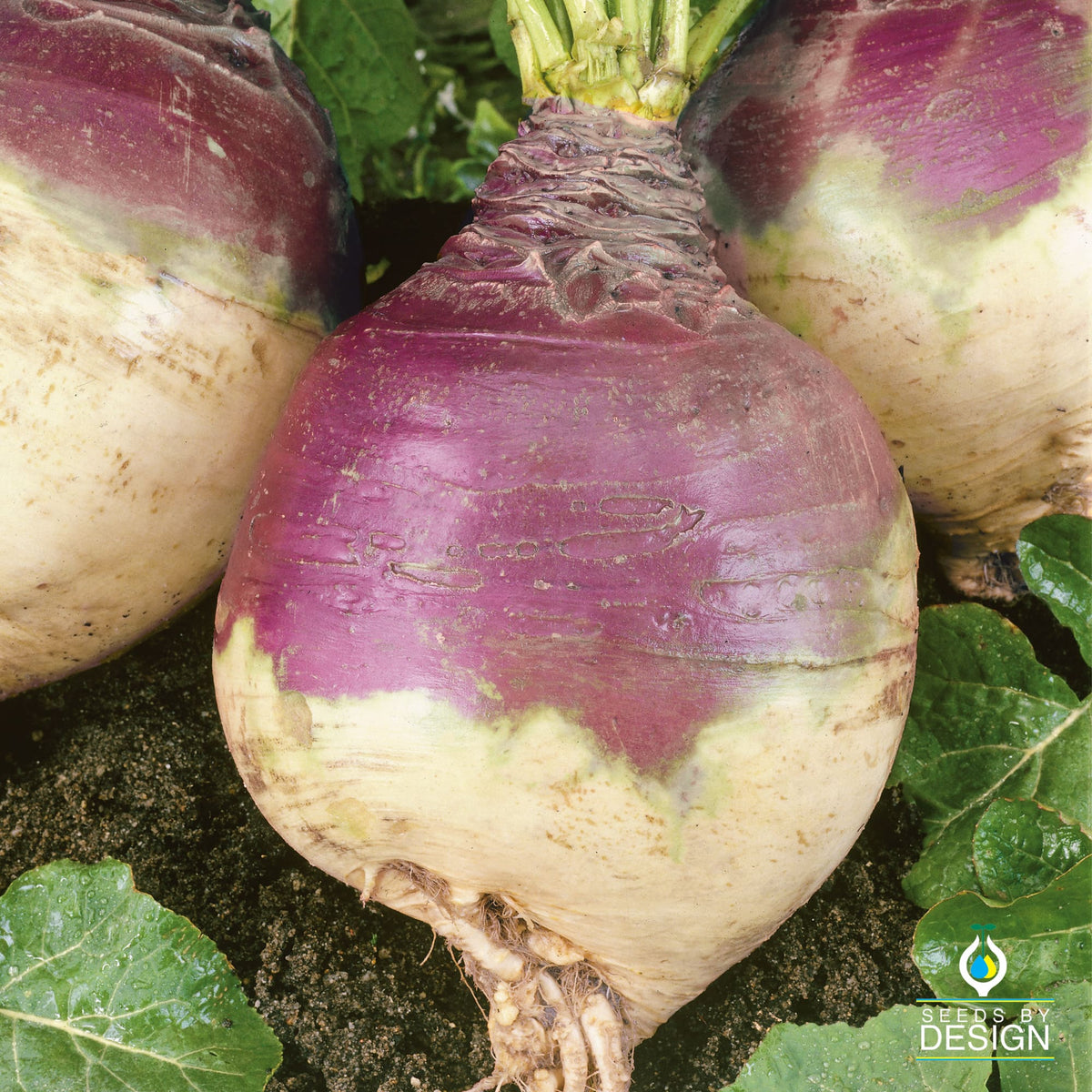 Rutabaga Seeds – SeedsbyDesign.com