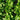 Spinach - Early Hybrid No. 7